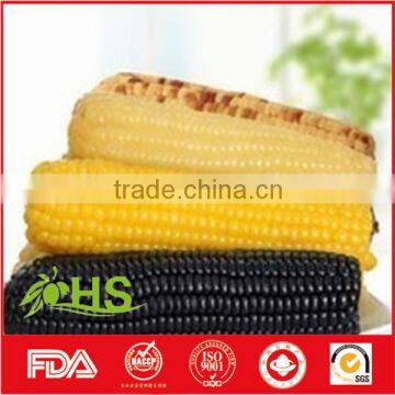 Top Quality Purple Corn for Export photo-4
