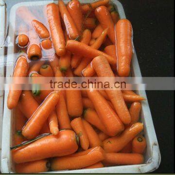 chinese carrot for sale