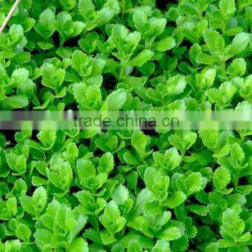 Senecio cineraria Dusty Miller Mini