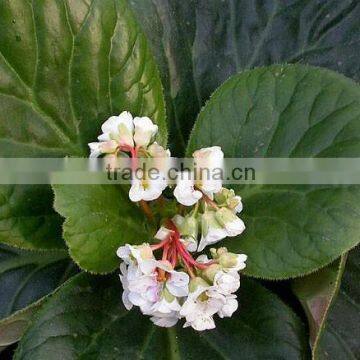 Bergenia ciliata