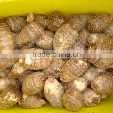 Fresh Taro photo-3