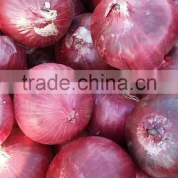 Red Onion Exporters From India