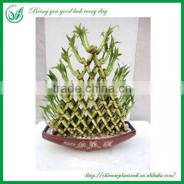 Indoor Decoration Pyramid Shaped Lucky Bamboo Plant photo-2