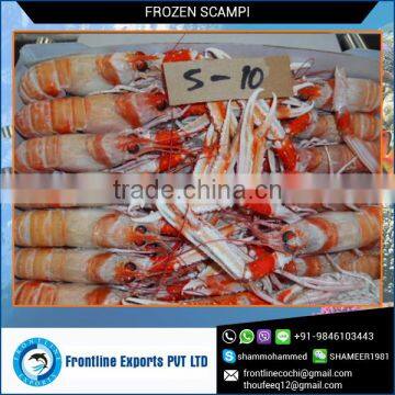 High Quality Frozen Scampi at Lowest Price