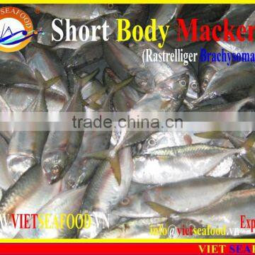 FROZEN SHORT BODY MACKEREL W/R photo-4