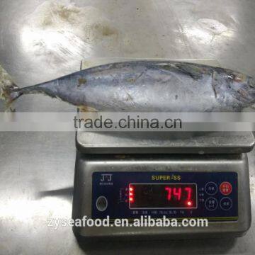 Seafood Supplier Taiwan Bonito 700g up photo-3