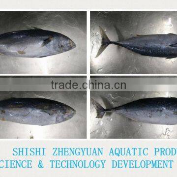 New Fresh Land Frozen Bonito From China photo-2