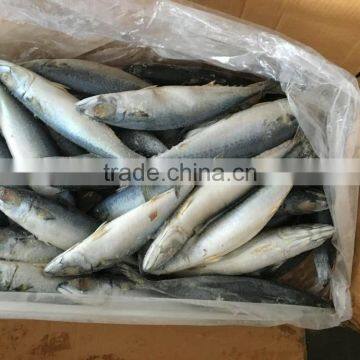 Fresh Frozen pacific mackerel with mackerel fish factory