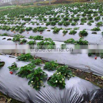 Black and Silver PE biodegradable mulch film for agriculture greenhouse