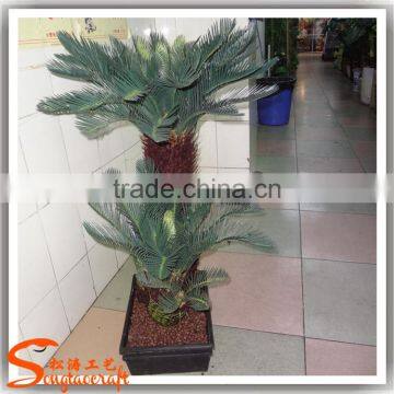China Suppliers Small Palm Trees Cycas Revoluta Price Cycas Revoluta photo-4