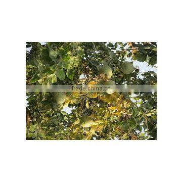 Aegle Marmelos photo-3