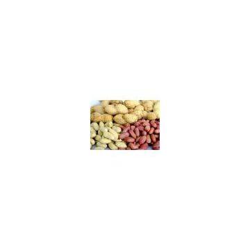 Peanuts in shell - professional manufacturer of peanut products