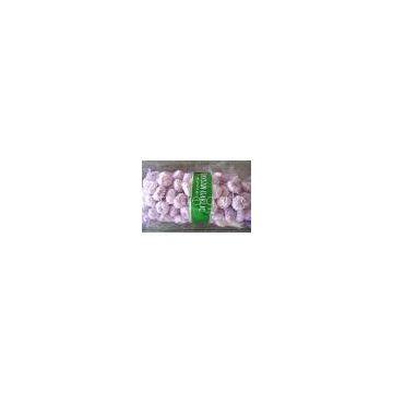 normal white garlic