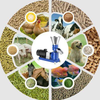 Maximizing Poultry Feed Efficiency with Kawise Pellet Mills