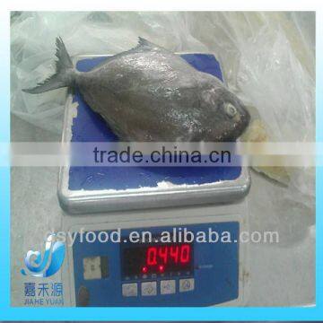 high quality whole round frozen black pomfret