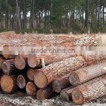 Pine logs