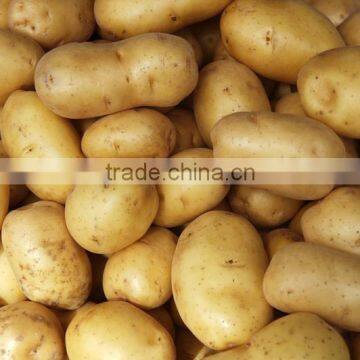 Fresh Potato photo-3