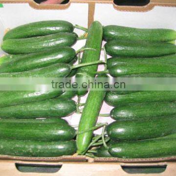 Cucumber