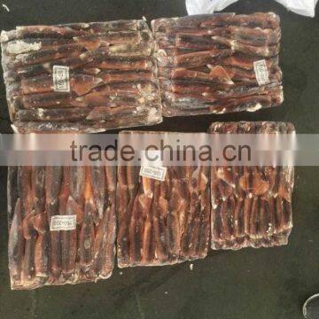 Frozen Illex Squid Best quality