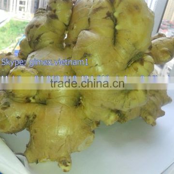 GINGER NEW HARVEST SEASON / Kype: gimex.vietnam1