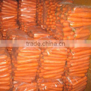 2014 chinese new fresh carrot produced(200g-250g)