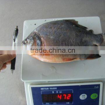 2016frozen good tasty pomfret fish competitive price