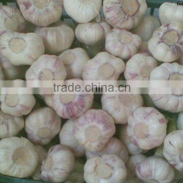 High Quality Best Price 100% Natural Egyption Fresh Super White Garlic