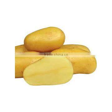 yellow potatoes