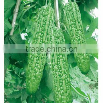 Hybrid bitter melon seeds Bitter gourd seeds for sale-Green beauty