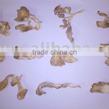 Dried oyster mushroom