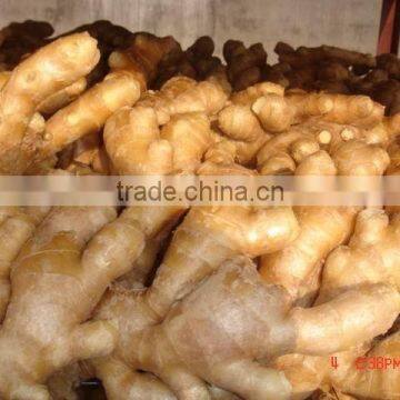 Fresh mature ginger