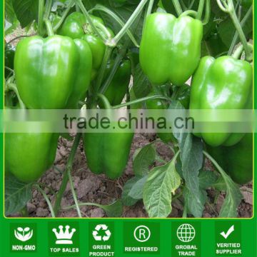 SP14 No.601 f1 hybrid green bell pepper seeds, 300Grams, bright green skin