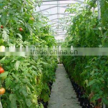 Low Cost Plastic Film Greenhouse For Vegetables & Agriculture Greenhouse photo-5