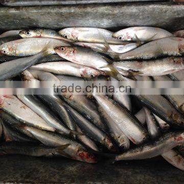 Fresh sardine for bait on sale