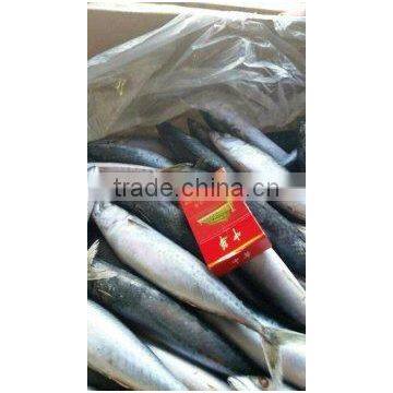 Frozen Pacific Mackerel photo-2