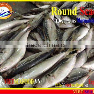 FROZEN MARUADSI WHOLE ROUND (ROUND SCAD) photo-4