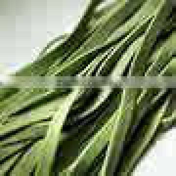 Pasta Making Machine Mod. C 240/V photo-5