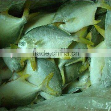 frozen bulk golden pomfret fish