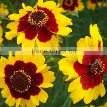 Sanvitalia ,Coreopsis , Flower Seeds , Herb Seed,vegetalbe Seed,fruit Seed,grass Seed photo-5