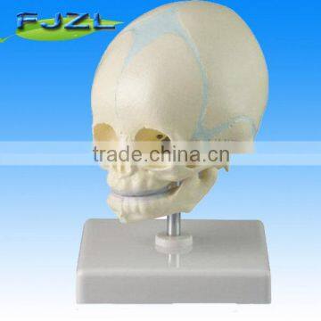 Baby Skull model,baby skeleton skull model