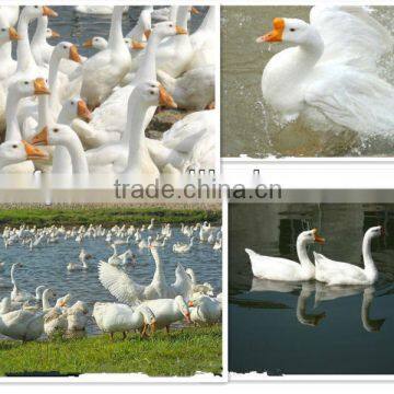 White Goose Down Comforter photo-3