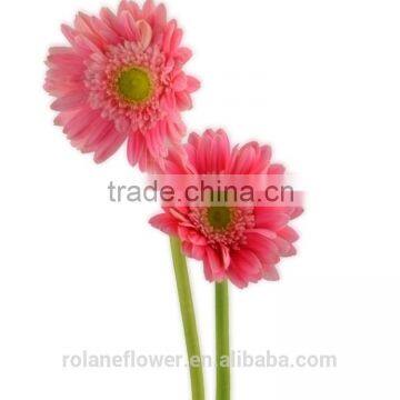 Kunming flower export long stem glass flowers pvc flower stem with 70-80cm long from Yunnan, China