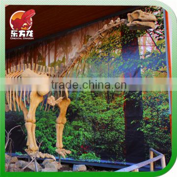 Museum Life size artificial dinosaur fossil replica