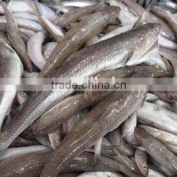 Frozen Lizard Fish Good Price