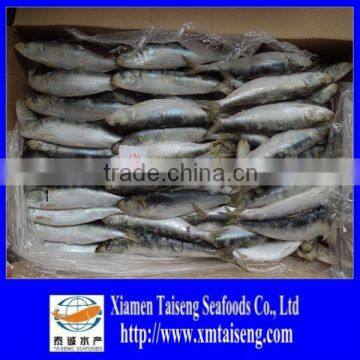 Sea Frozen Sea Caught Best Sardine