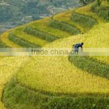 Vietnam Medium grain white rice 5% broken - GOOD FOR HEALTH