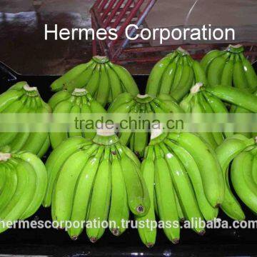 Fresh Green Bananas for Sale