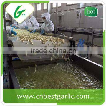 2015 new crop fresh peeled garlic packed in jar factory in jinxiang