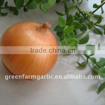 Fresh Yellow Onion in 10/15kg mesh bags