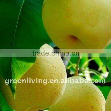 fresh fengshui pear(china)